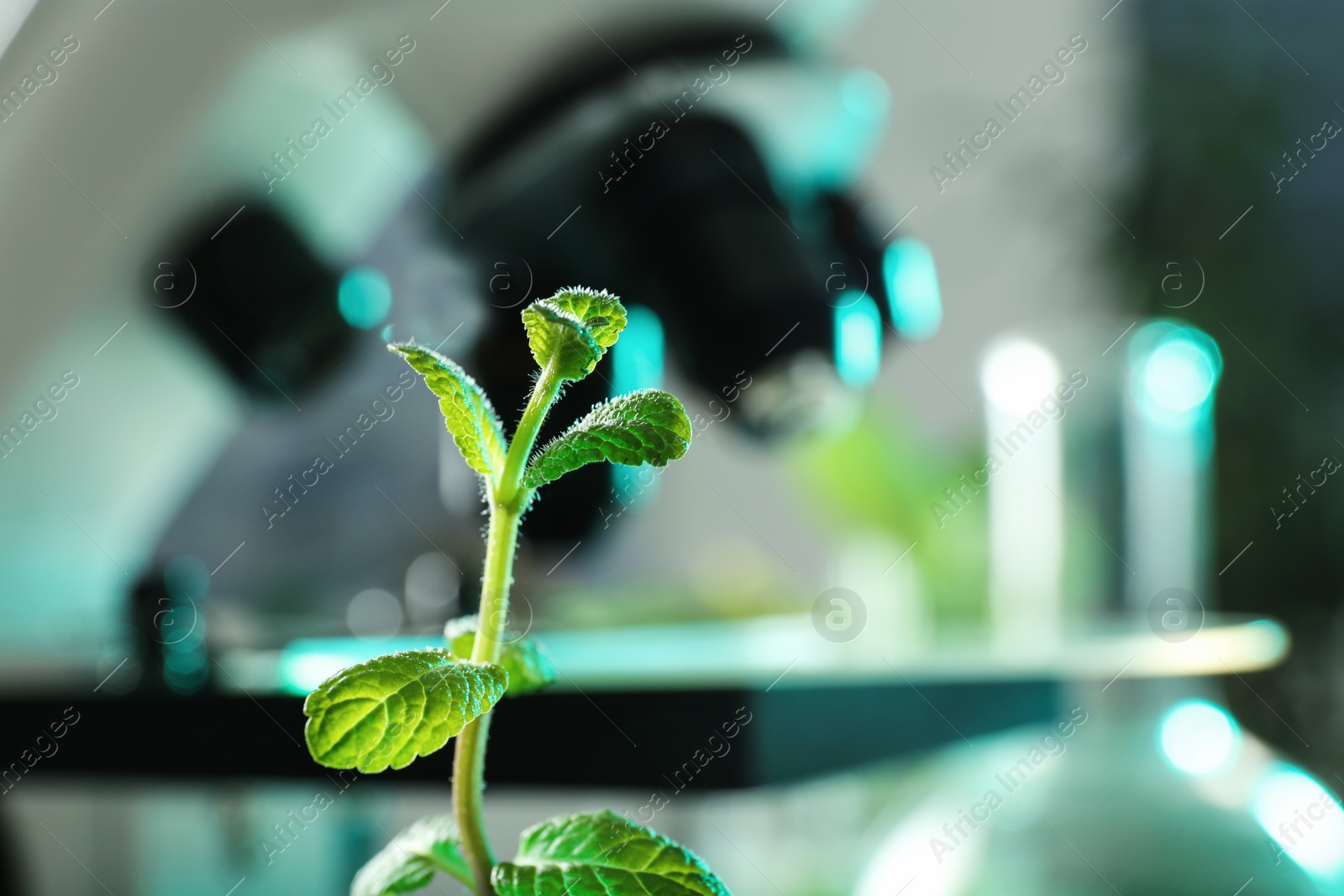 Photo of Green plant on blurred background, closeup with space for text. Biological chemistry