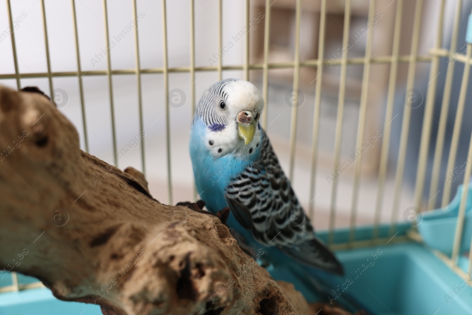 Photo of Beautiful bright parrot on branch. Exotic pet