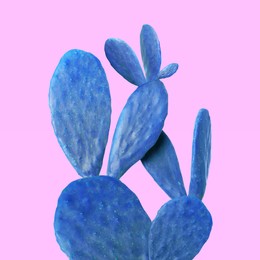 Image of Blue cactus on pink background. Creative design