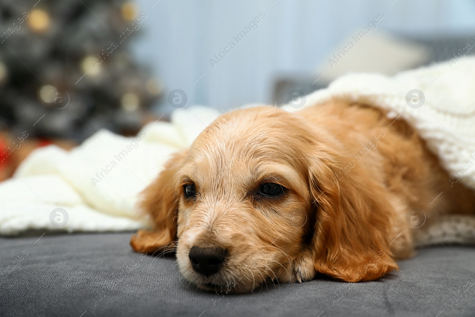 Photo of Adorable English Cocker Spaniel puppy on sofa indoors. Winter season