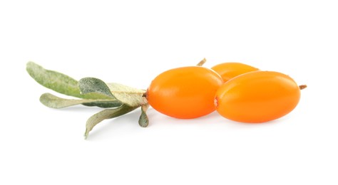 Fresh ripe sea buckthorn berries with leaves on white background