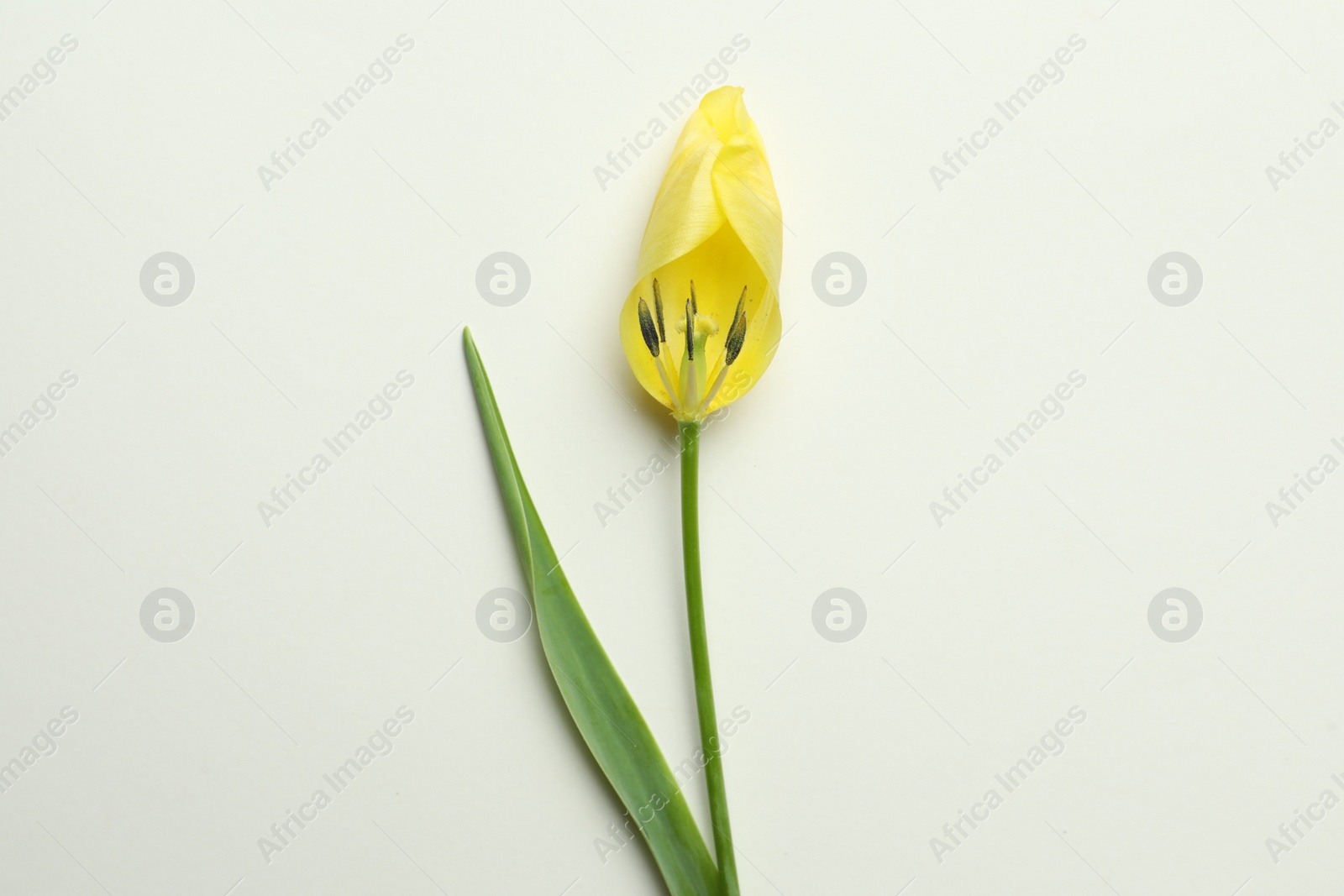Photo of Yellow tulip on beige background, top view. Menopause concept