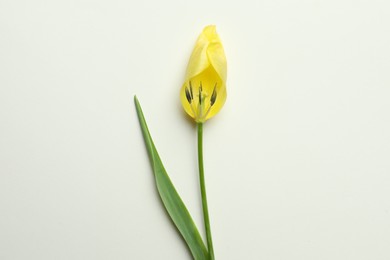 Photo of Yellow tulip on beige background, top view. Menopause concept