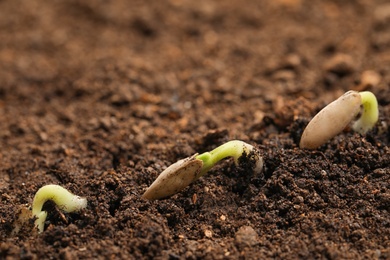 Little green seedlings growing in fertile soil