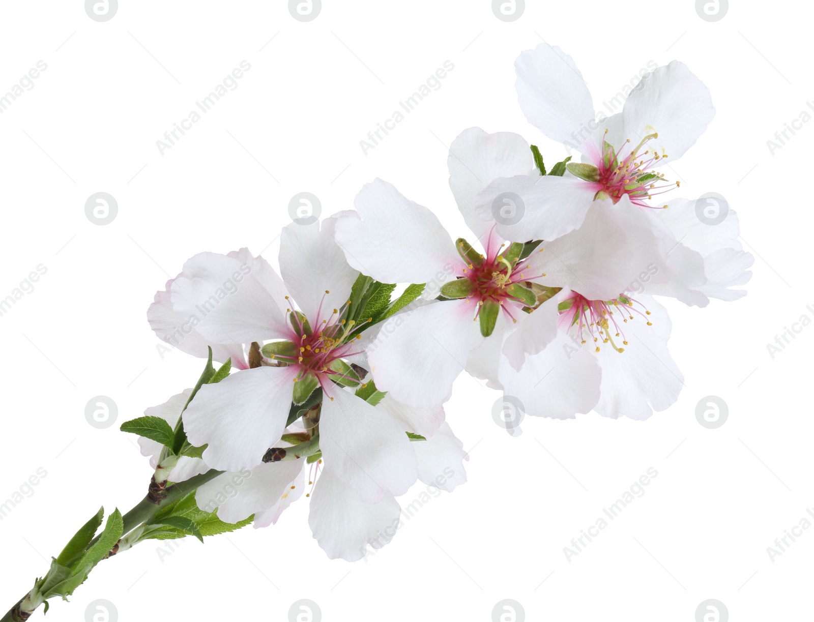 Photo of Tree branch with beautiful blossoms isolated on white. Spring season