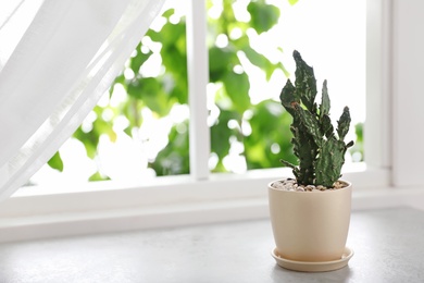 Photo of Beautiful cactus in ceramic pot on windowsill