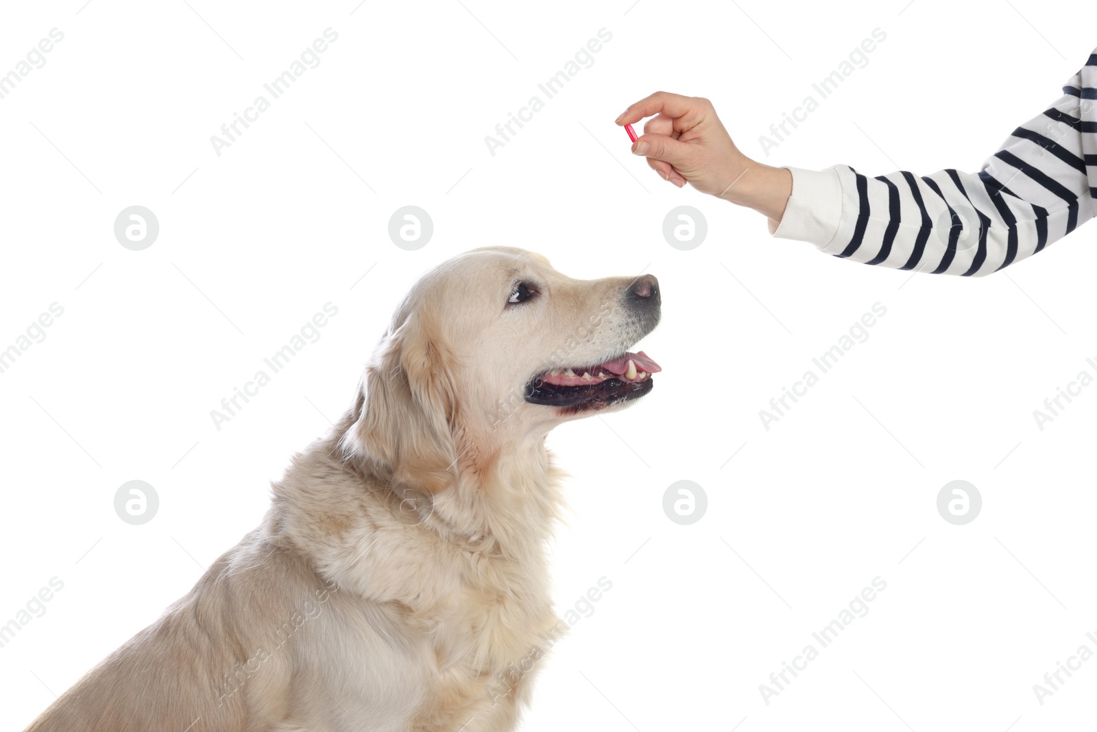 Photo of Woman giving pill to cute dog on white background, closeup. Vitamins for animal