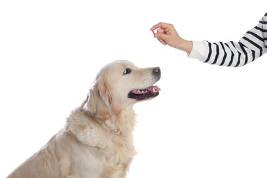 Woman giving pill to cute dog on white background, closeup. Vitamins for animal