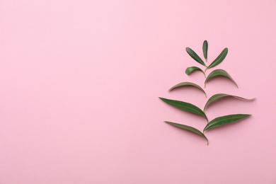 Photo of Flat lay composition with fresh green olive leaves and space for text on color background