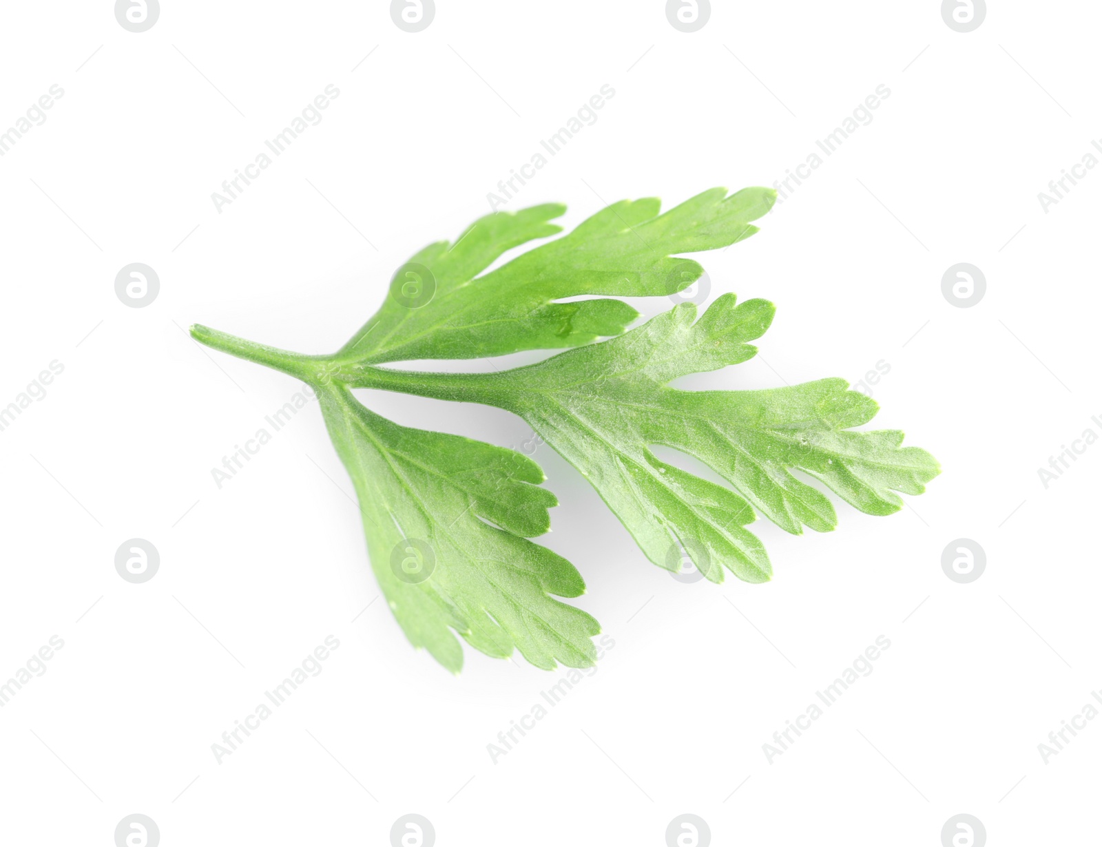 Sprig of fresh green parsley leaves isolated on white, top view Photo of Sprig of fresh green parsley leaves isolated on white, top view
