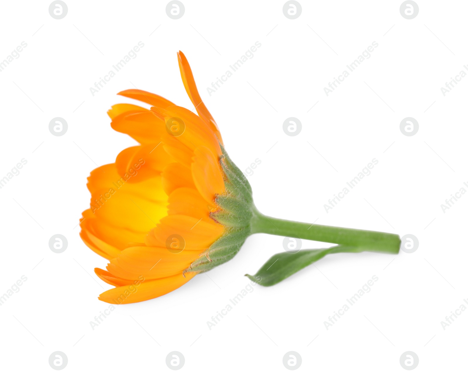 Photo of Fresh beautiful calendula flower isolated on white