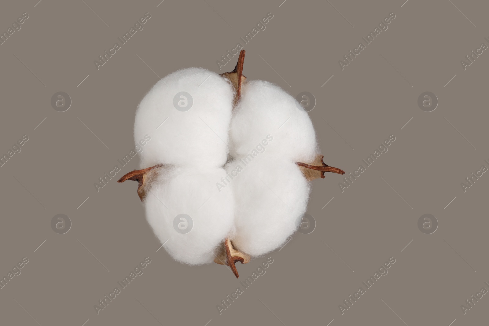 Photo of Beautiful fluffy cotton flower on beige background, top view