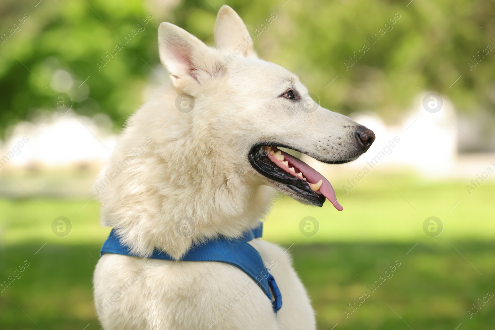 Photo of Cute white Swiss Shepherd dog in park