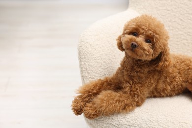 Photo of Cute Maltipoo dog resting on armchair indoors, space for text. Lovely pet