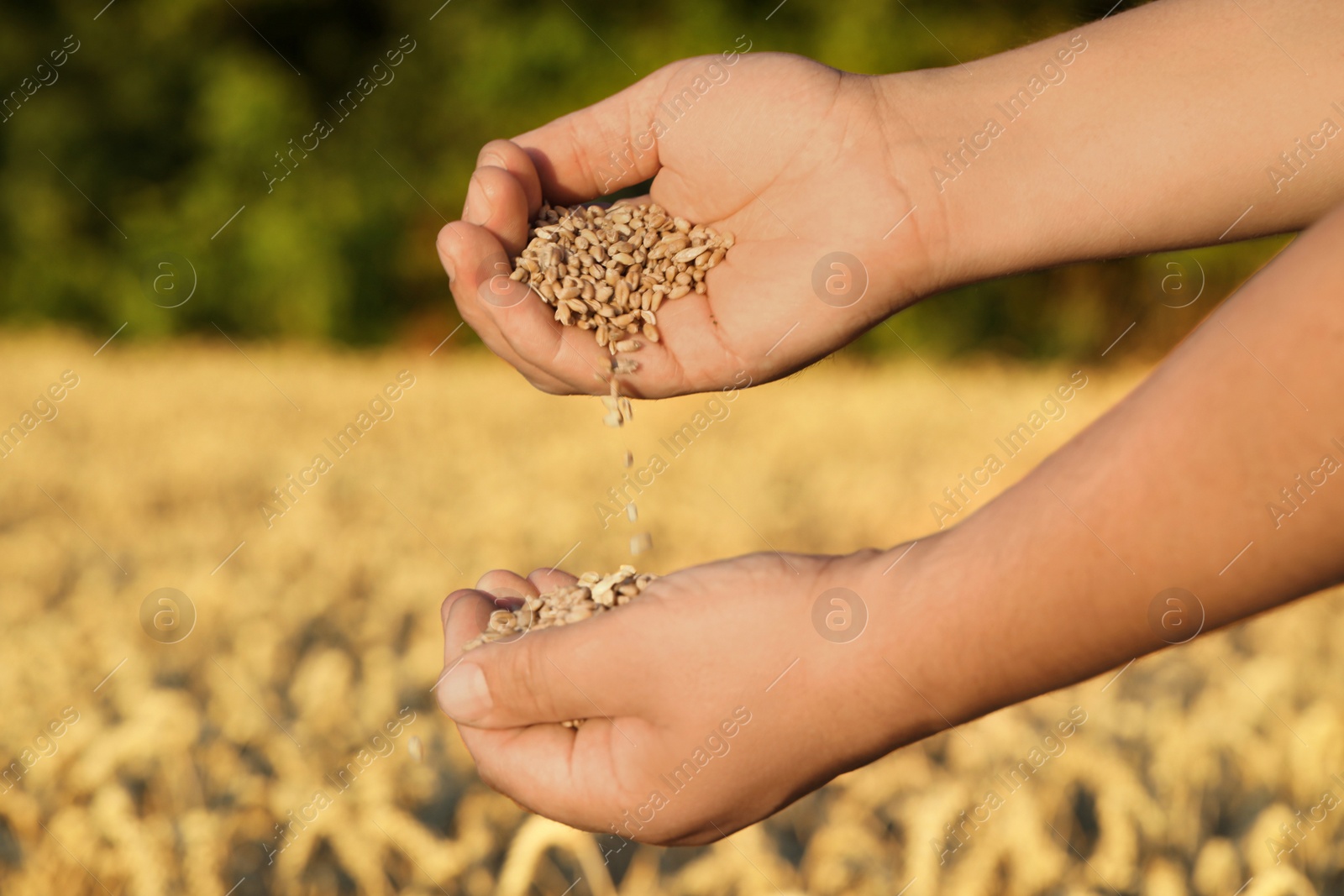 Photo of Man with wheat grains in field on sunny day, closeup