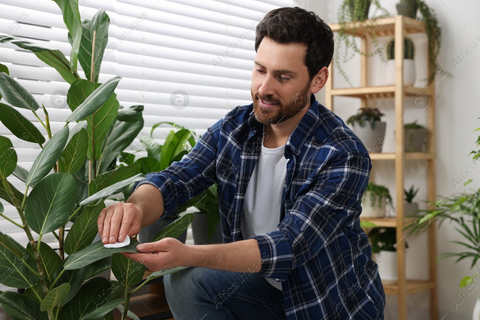 Photo of Man wiping leaves of beautiful potted houseplants indoors