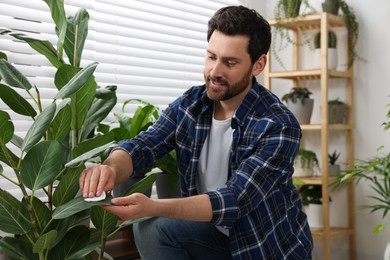 Photo of Man wiping leaves of beautiful potted houseplants indoors
