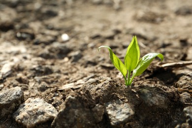 Photo of Young green seedling growing in dry soil on spring day, closeup. Hope concept