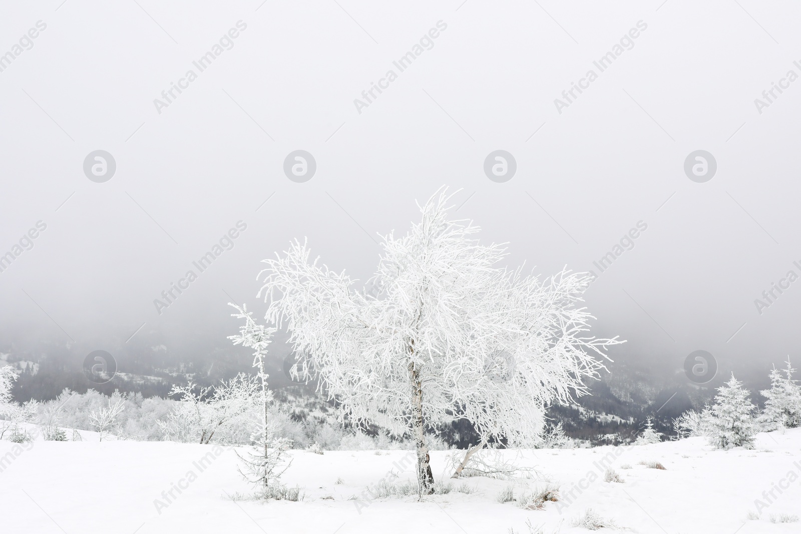 Photo of Picturesque view of trees and plants covered with snow in mountains on winter day