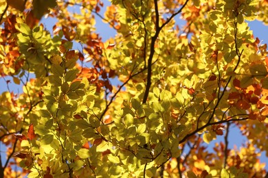 Photo of Beautiful tree with bright autumn leaves outdoors on sunny day
