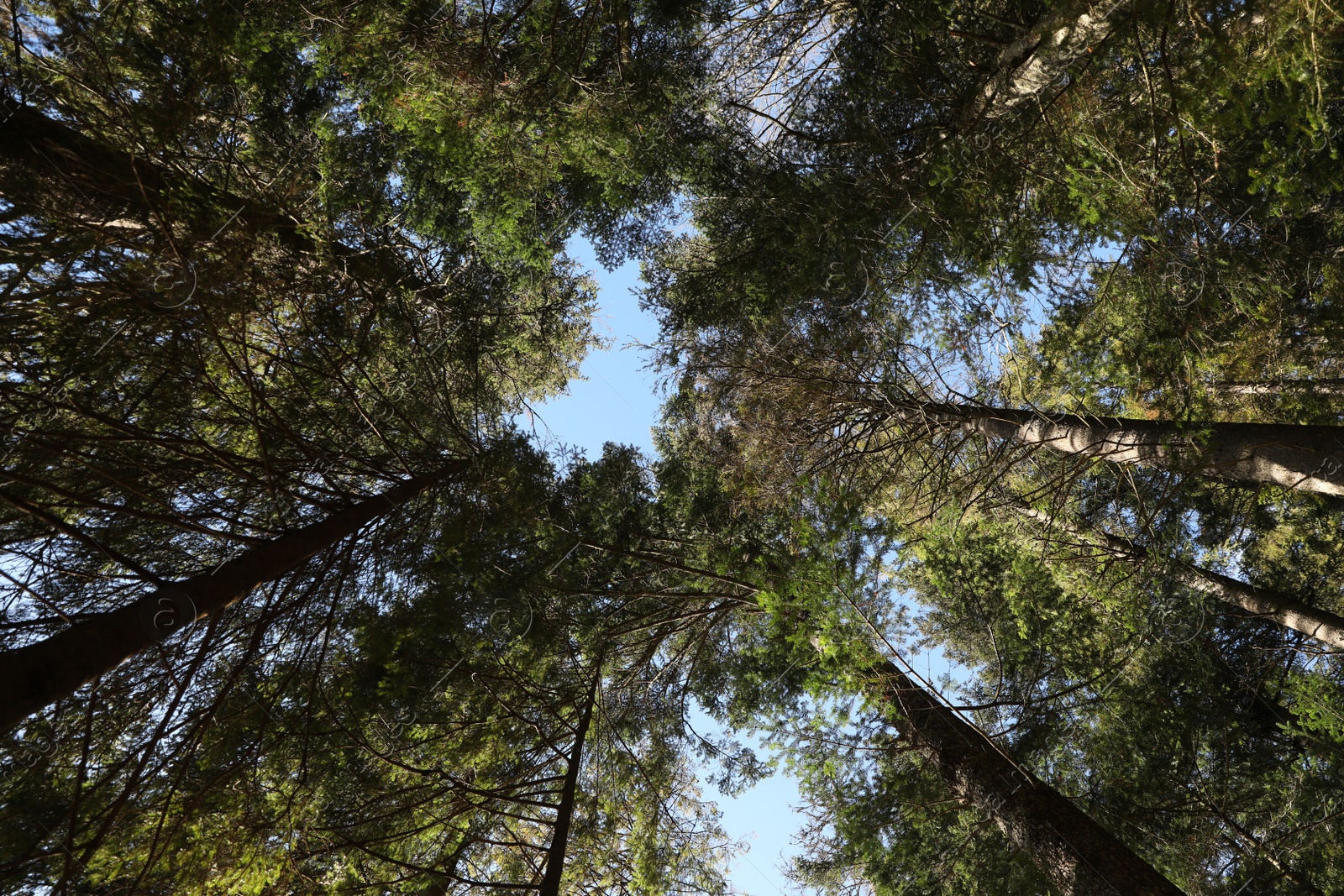 Photo of Beautiful green trees in forest on sunny day, bottom view