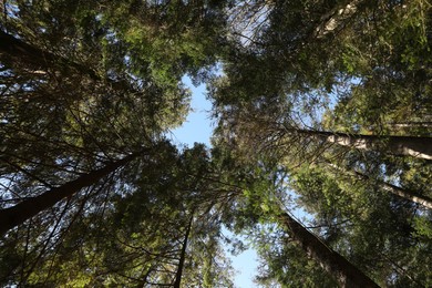 Beautiful green trees in forest on sunny day, bottom view