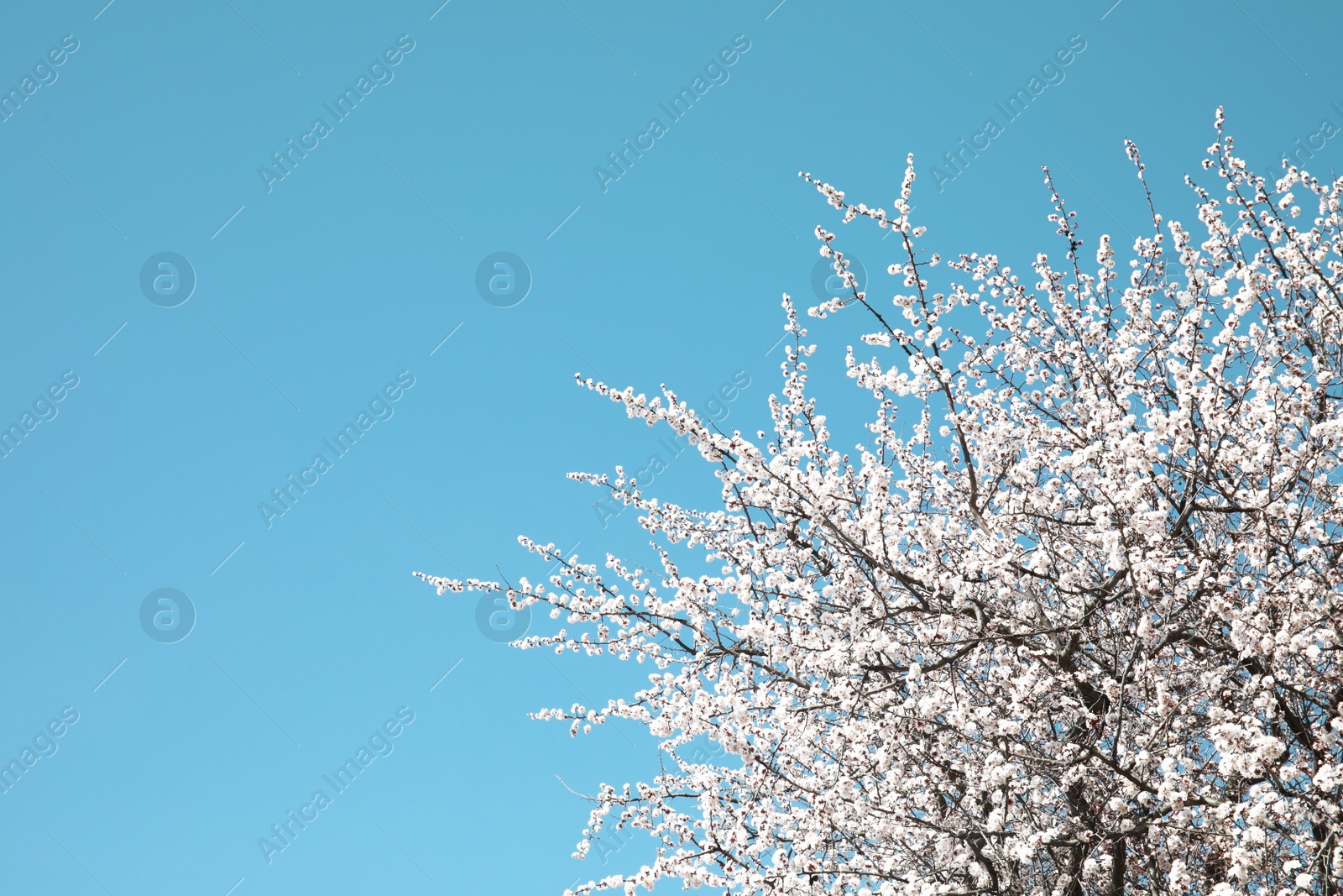 Photo of Branches of blossoming apricot tree on sunny day outdoors. Springtime