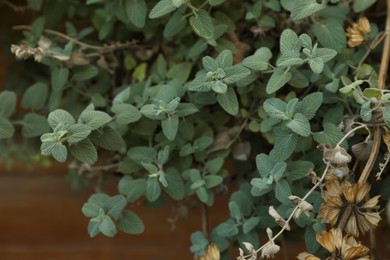 Beautiful melissa with lush green leaves growing outdoors, closeup