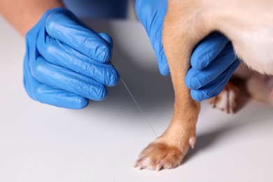 Photo of Veterinary holding acupuncture needle near dog's paw, closeup. Animal treatment