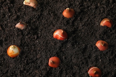 Many tulip bulbs in soil, above view