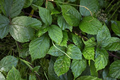 Beautiful plant with green leaves in forest