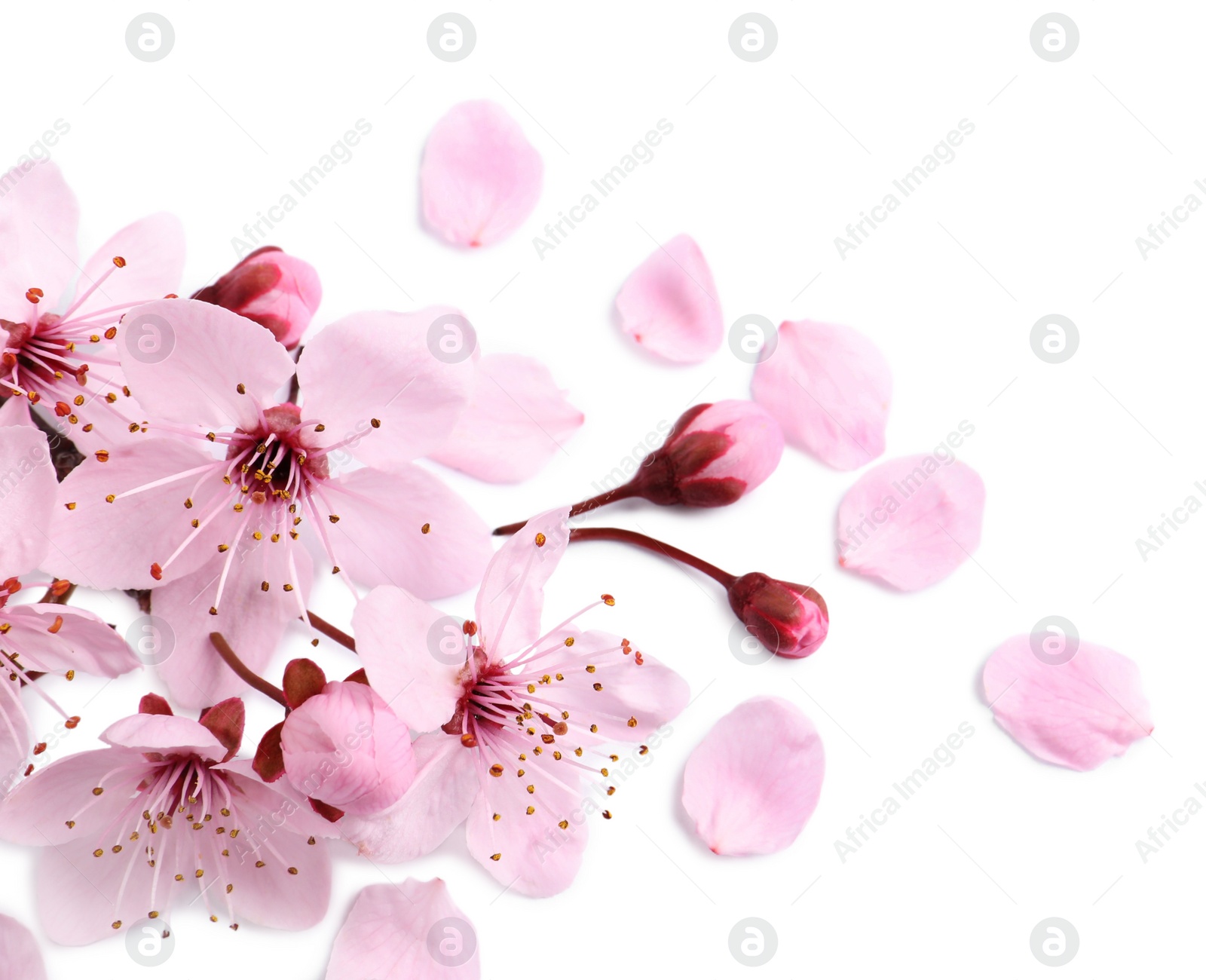 Photo of Beautiful pink sakura tree blossoms isolated on white