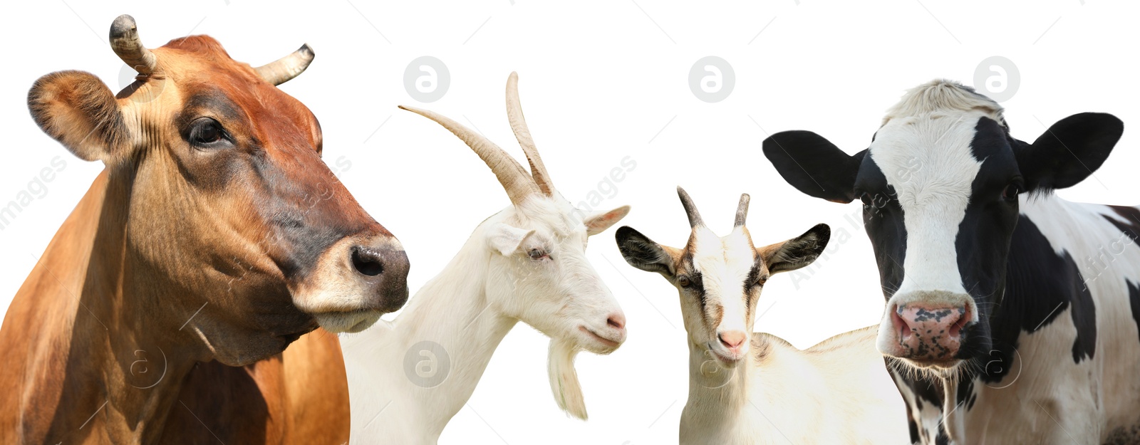 Image of Set with cute cows and goats on white background, banner design. Animal husbandry