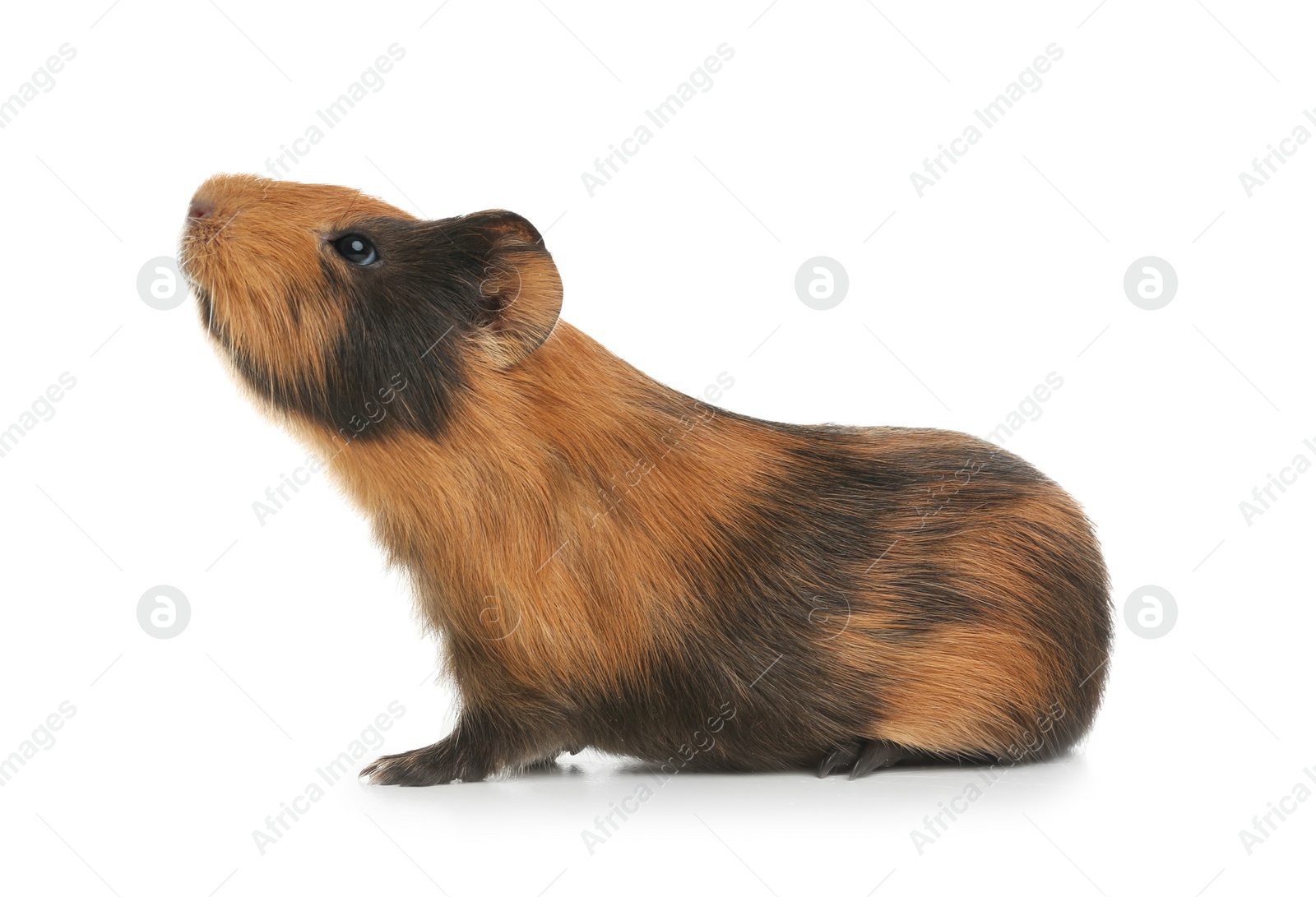 Photo of Cute funny guinea pig on white background