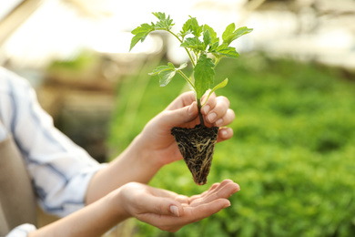 Woman with tomato seedling in greenhouse, closeup