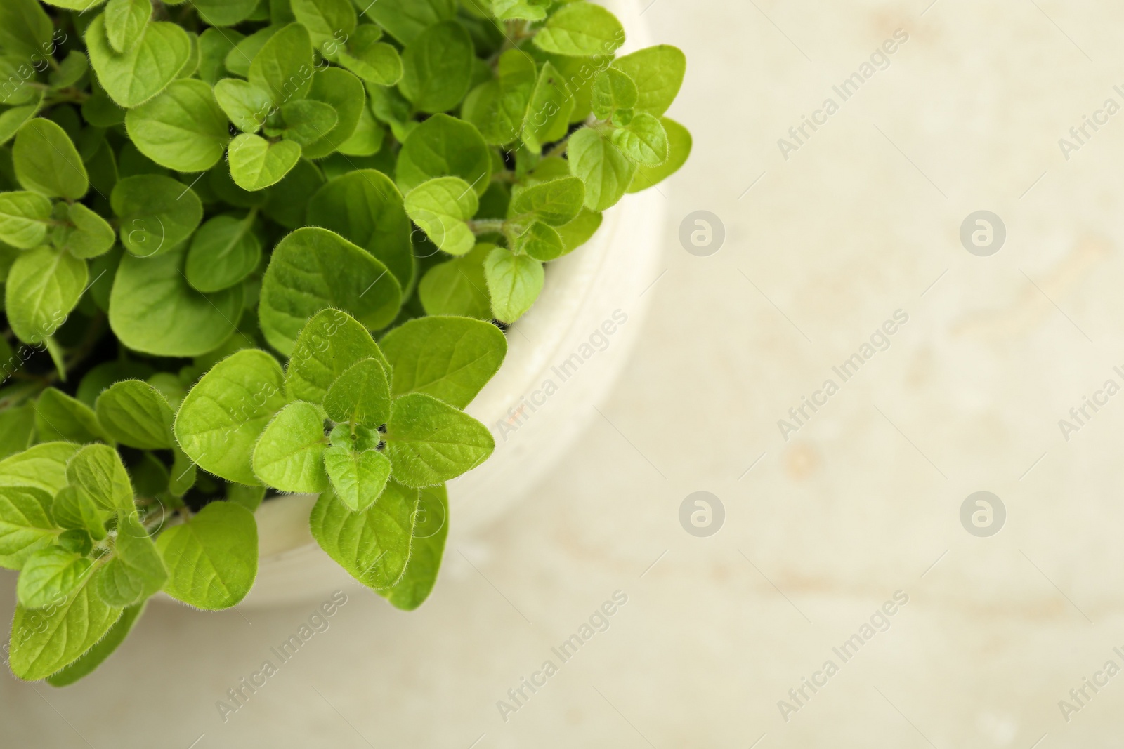 Photo of Aromatic potted oregano on light marble table, top view. Space for text