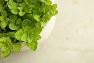 Aromatic potted oregano on light marble table, top view. Space for text