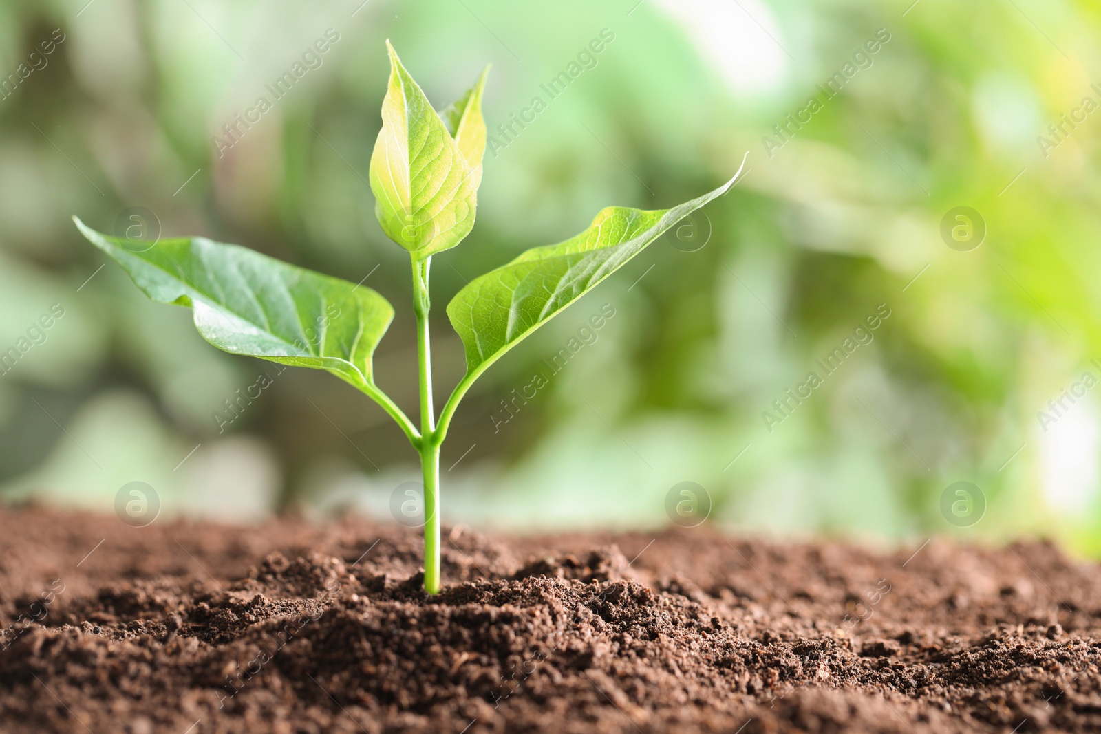 Photo of Young plant in fertile soil on blurred background, space for text. Gardening time