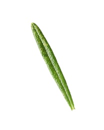 Photo of Fresh green rosemary leaf on white background