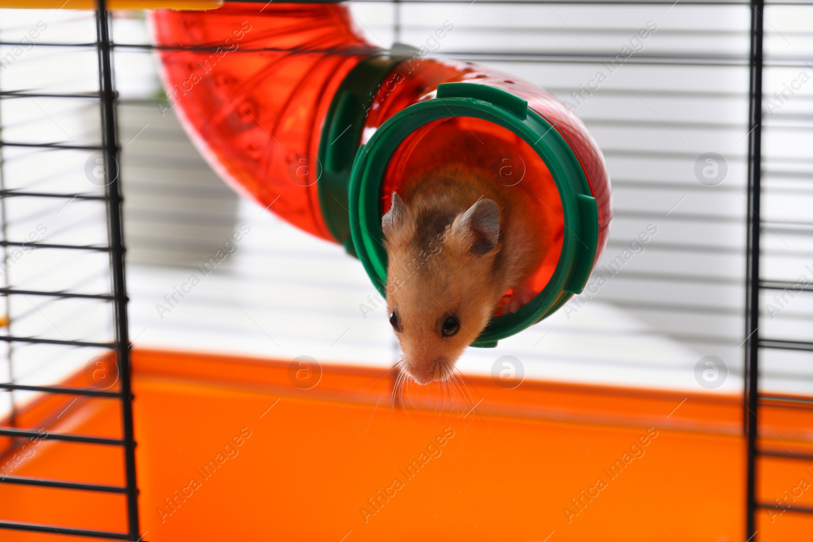 Photo of Cute little fluffy hamster in play house