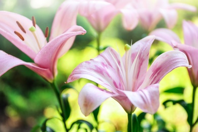 Photo of Beautiful blooming lily flowers in garden, closeup