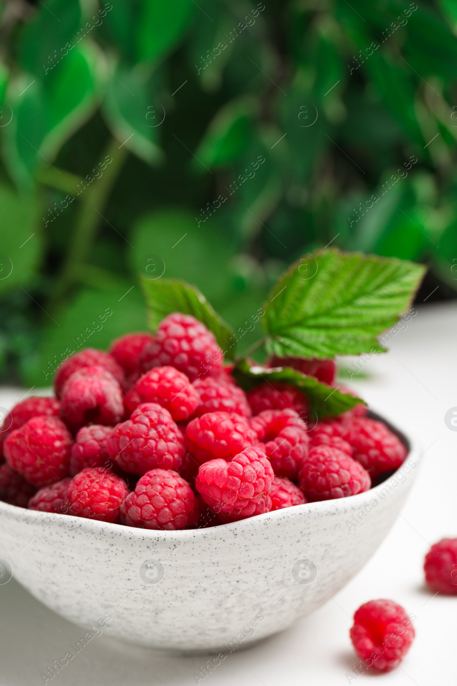 Photo of Bowl of fresh ripe raspberries with green leaves on white table against blurred background, closeup. Space for text