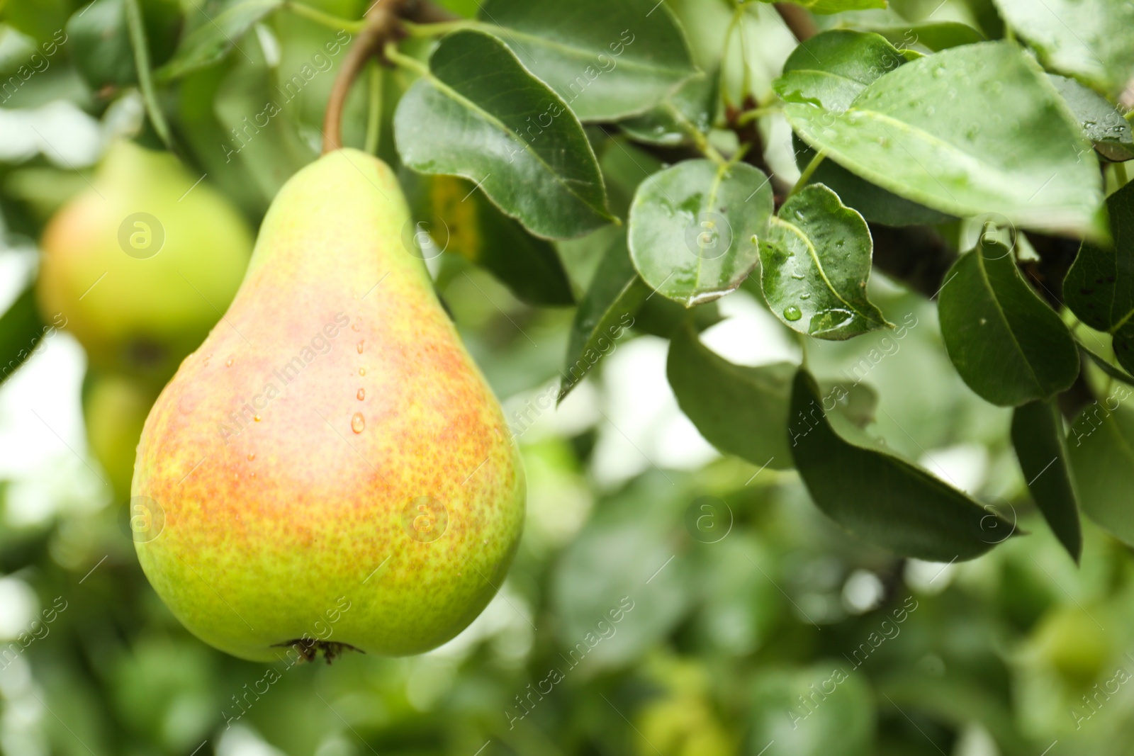 Photo of Ripe pear on tree branch in garden, closeup