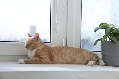 Cute ginger cat lying on windowsill at home