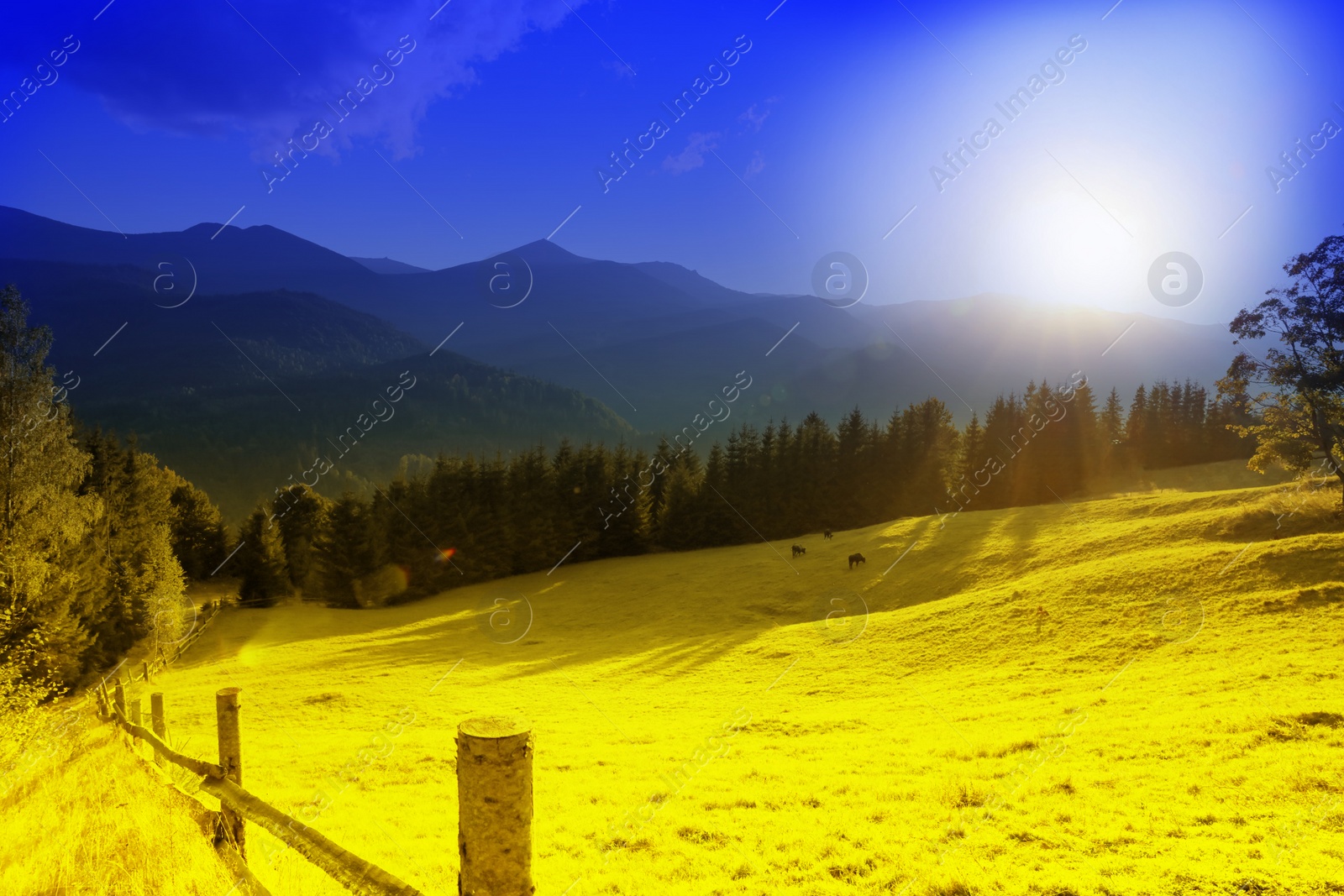 Image of Ukrainian flag. Picturesque view of mountain landscape with yellow field under blue sky on sunny day