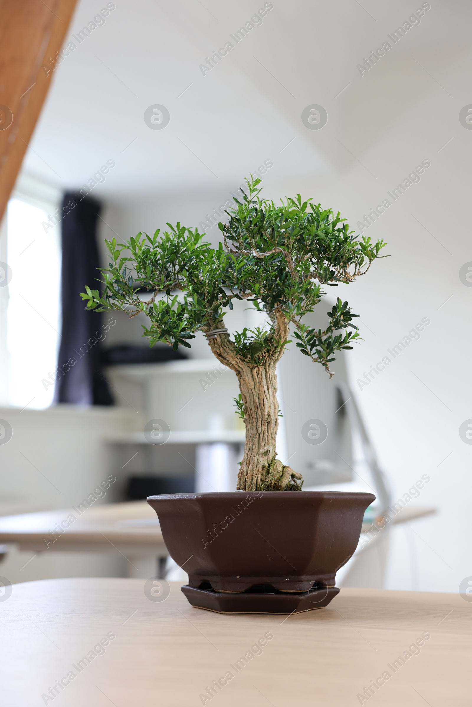 Photo of Beautiful bonsai tree in pot on wooden table indoors