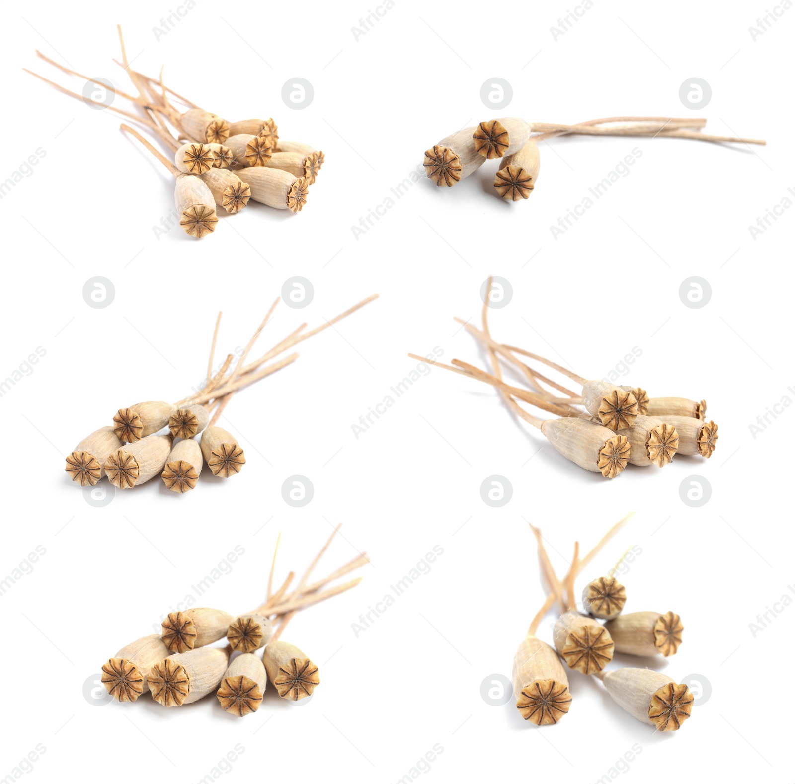 Image of Set of dry poppy heads with seeds on white background