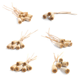 Set of dry poppy heads with seeds on white background