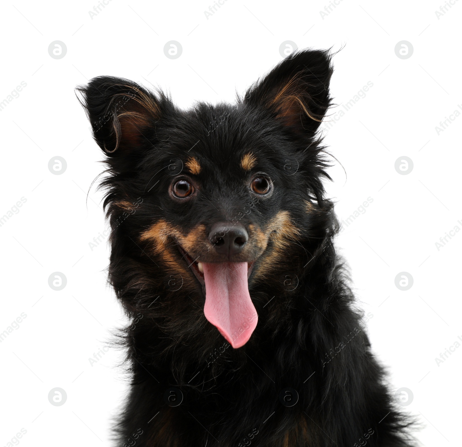 Photo of Cute long haired dog on white background