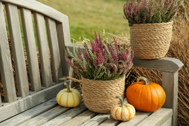 Photo of Beautiful heather flowers in pots and pumpkins on wooden bench outdoors, space for text
